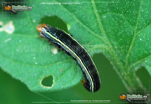 Thumbnail image #2 of the Yellow-Striped-Armyworm-Moth