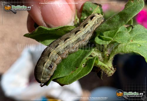 Thumbnail image #13 of the Yellow-Striped-Armyworm-Moth