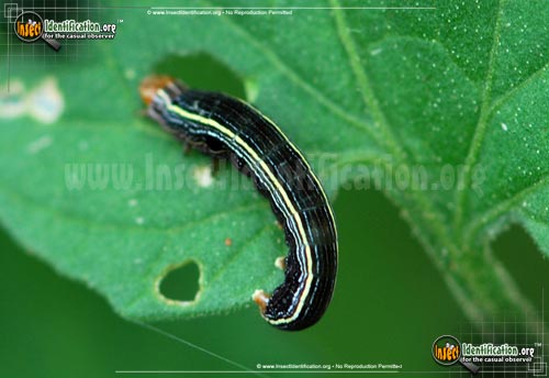 Thumbnail image #6 of the Yellow-Striped-Armyworm-Moth