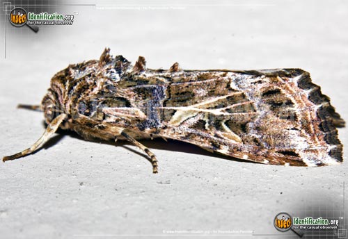 Thumbnail image of the Yellow-Striped-Armyworm-Moth