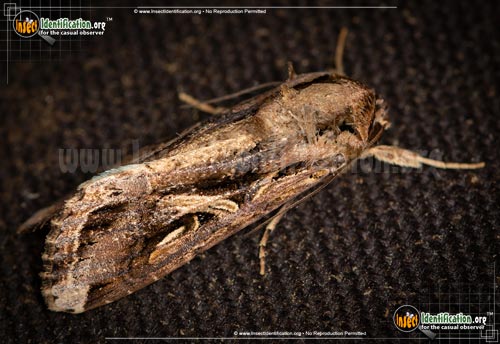 Thumbnail image #3 of the Yellow-Striped-Armyworm-Moth