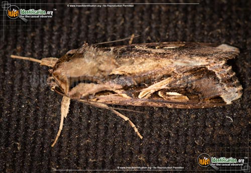 Thumbnail image #8 of the Yellow-Striped-Armyworm-Moth