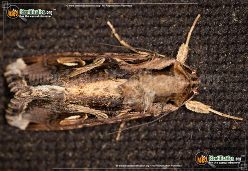 Thumbnail image #9 of the Yellow-Striped-Armyworm-Moth