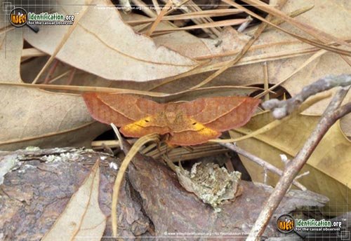 Thumbnail image #2 of the Yellow-Washed-Metarranthis-Moth