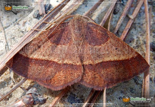 Thumbnail image of the Yellow-Washed-Metarranthis-Moth