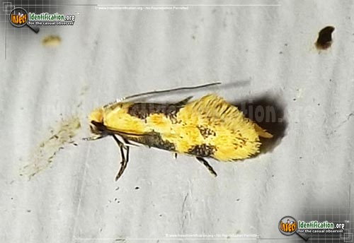 Thumbnail image of the Yellow-Wave-Moth