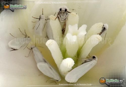 Thumbnail image of the Yucca-Moth