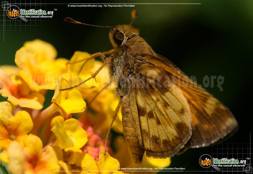 Thumbnail image #9 of the Zabulon-Skipper-Butterfly