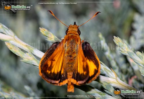 Thumbnail image #14 of the Zabulon-Skipper-Butterfly