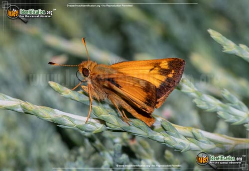 Thumbnail image #15 of the Zabulon-Skipper-Butterfly