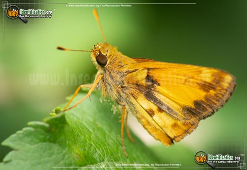 Thumbnail image #5 of the Zabulon-Skipper-Butterfly