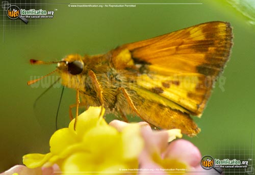 Thumbnail image #12 of the Zabulon-Skipper-Butterfly