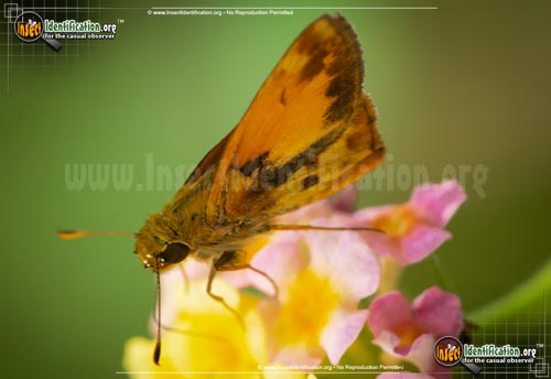 Thumbnail image #8 of the Zabulon-Skipper-Butterfly