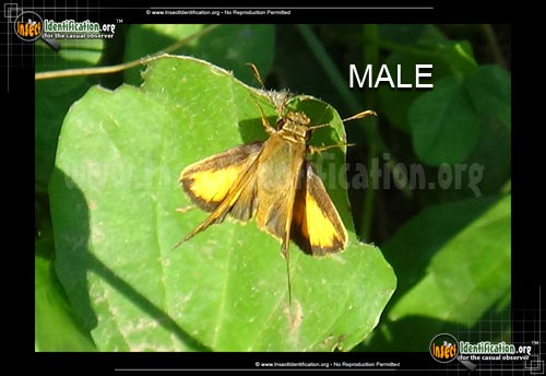 Thumbnail image #2 of the Zabulon-Skipper-Butterfly