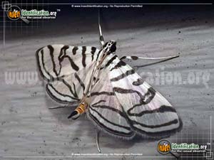 Thumbnail image #2 of the Zebra-Conchylodes-Moth