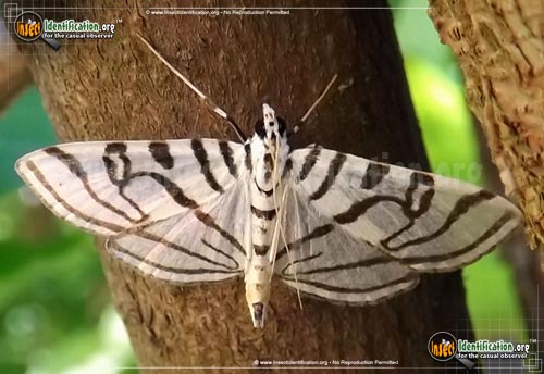 Thumbnail image of the Zebra-Conchylodes-Moth