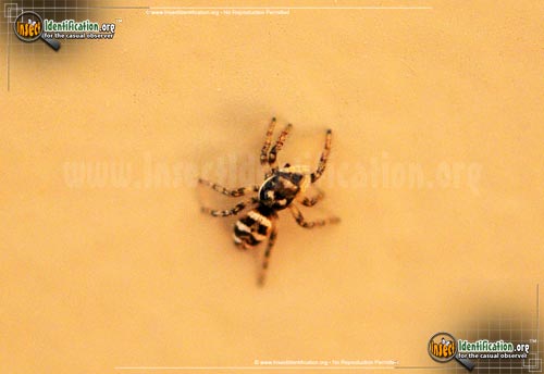 Thumbnail image #2 of the Zebra-Jumper-Spider