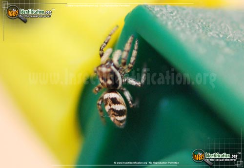 Thumbnail image #3 of the Zebra-Jumper-Spider