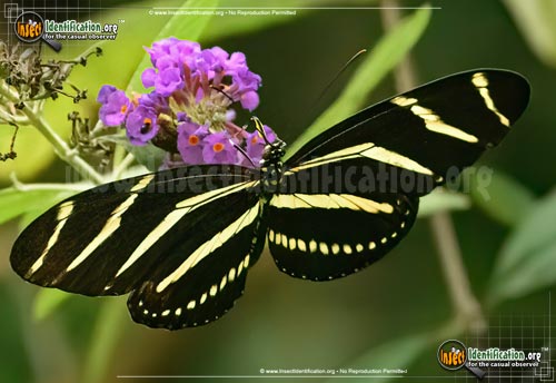 Detailed color picture of an adult Zebra Longwing butterfly insect