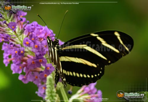 Thumbnail image #4 of the Zebra-Longwing-Butterfly