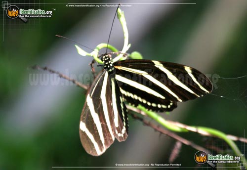 Thumbnail image #6 of the Zebra-Longwing-Butterfly
