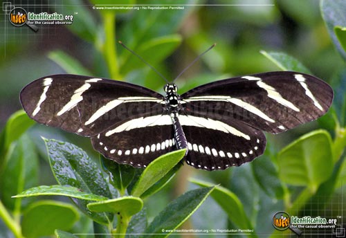 Thumbnail image of the Zebra-Longwing-Butterfly