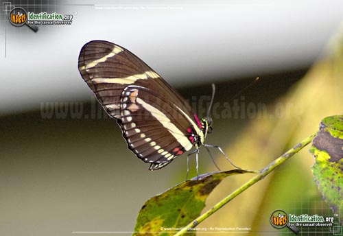 Thumbnail image #7 of the Zebra-Longwing-Butterfly