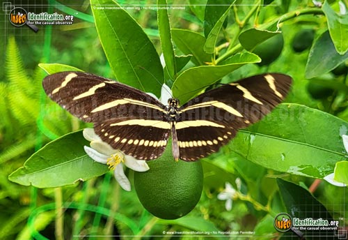 Thumbnail image #8 of the Zebra-Longwing-Butterfly