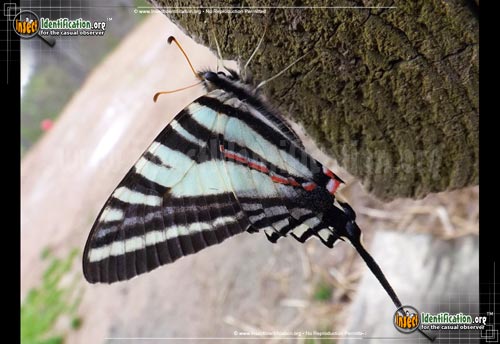 Thumbnail image #4 of the Zebra-Swallowtail-Butterfly