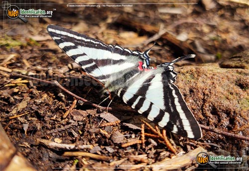 Thumbnail image #3 of the Zebra-Swallowtail-Butterfly