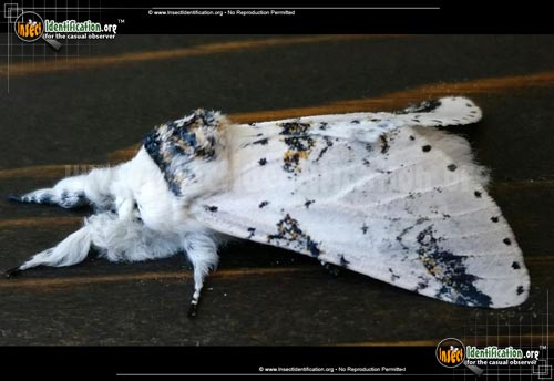 Thumbnail image of the Zig-Zag-Furcula-Moth