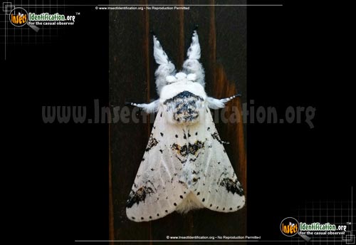Thumbnail image #2 of the Zig-Zag-Furcula-Moth