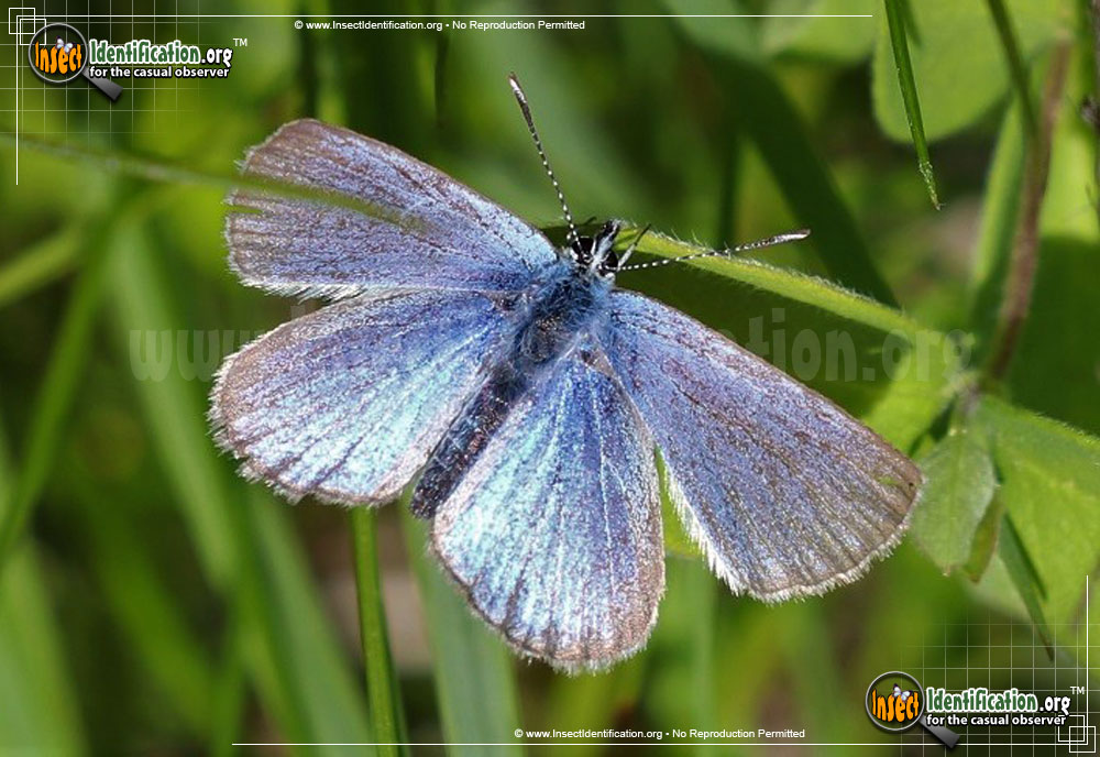 Full-sized image of the Melissa-Blue-Butterfly