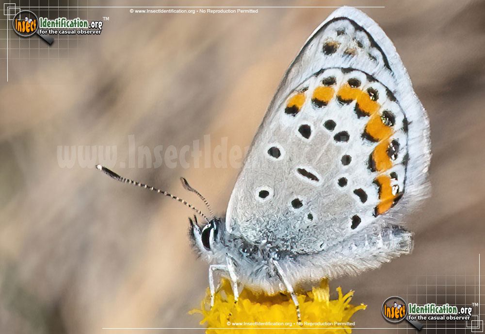 Full-sized image #2 of the Melissa-Blue-Butterfly