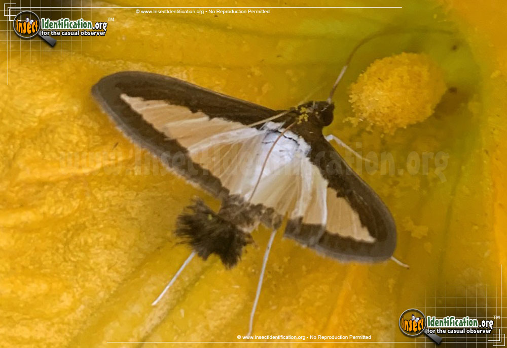 Full-sized image of the Melonworm-Moth