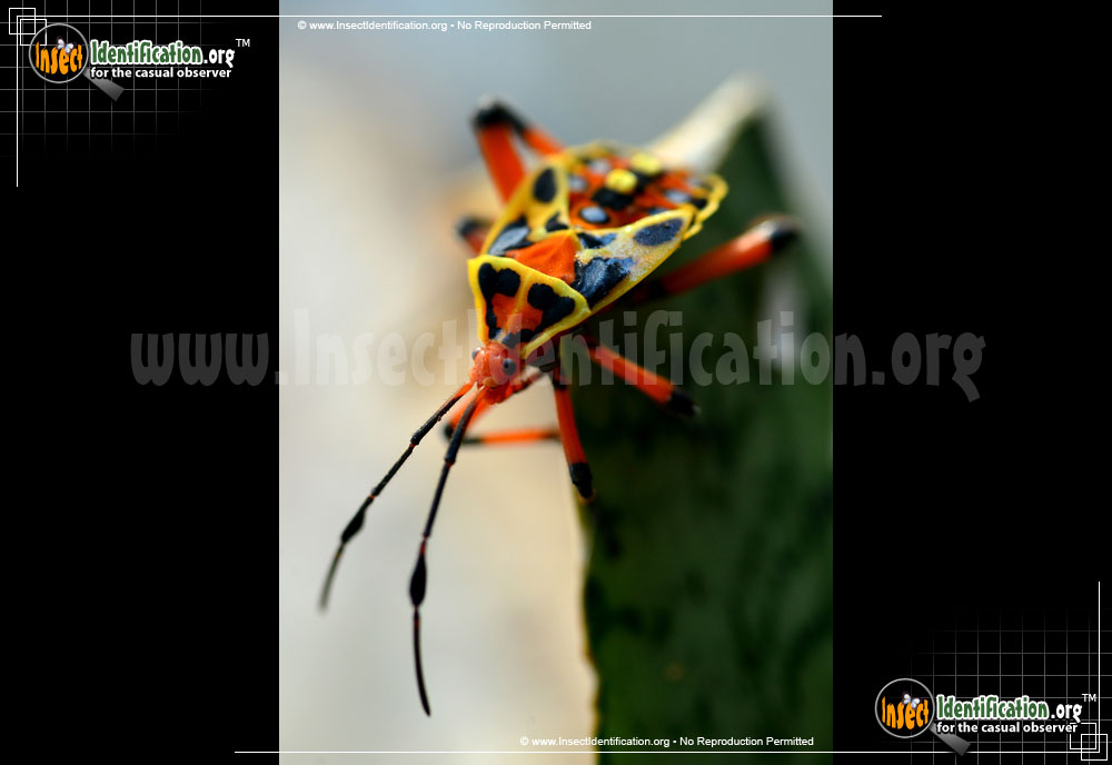 Full-sized image #4 of the Mesquite-Bug