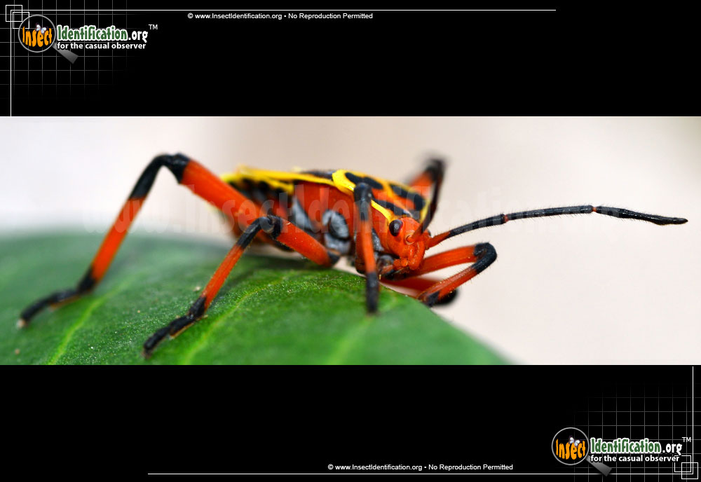 Full-sized image #5 of the Mesquite-Bug