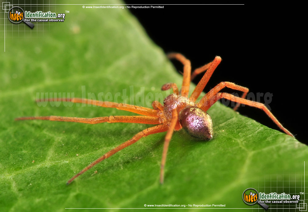 Full-sized image of the Metallic-Crab-Spider