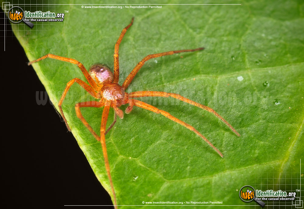 Full-sized image #2 of the Metallic-Crab-Spider