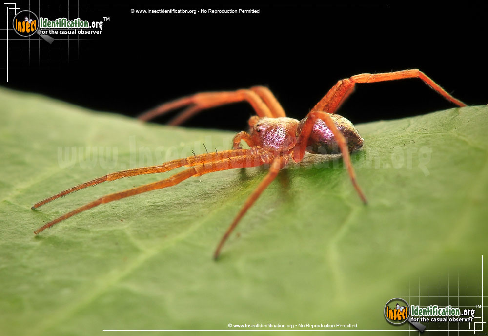 Full-sized image #3 of the Metallic-Crab-Spider