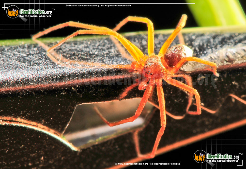 Full-sized image #5 of the Metallic-Crab-Spider