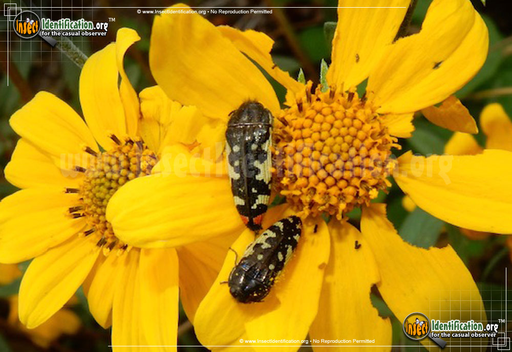 Full-sized image of the Metallic-Wood-Boring-Beetle-Acmaeodera