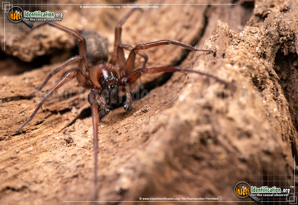 Full-sized image #2 of the Metaltella-Simoni-Spider