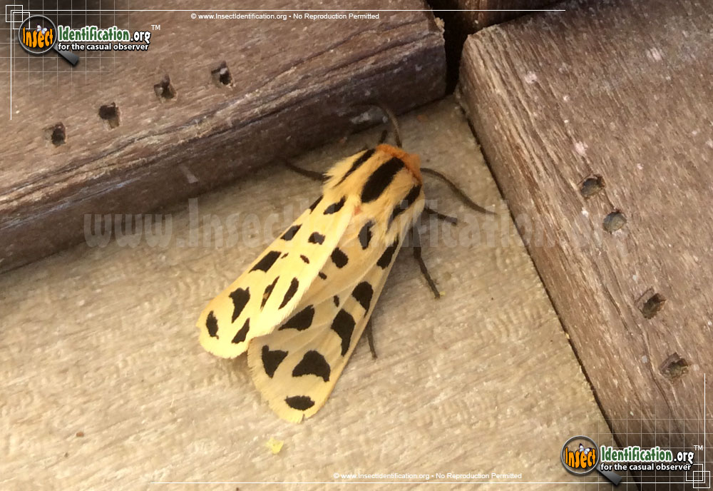 Full-sized image of the Mexican-Tiger-Moth