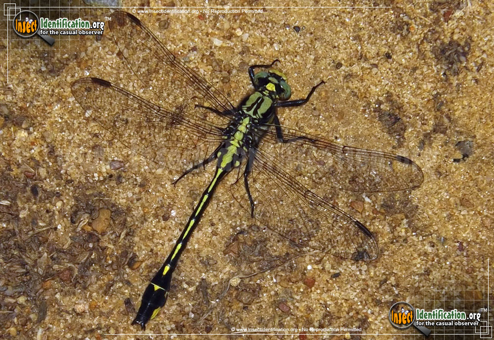 Full-sized image of the Midland-Clubtail-Dragonfly
