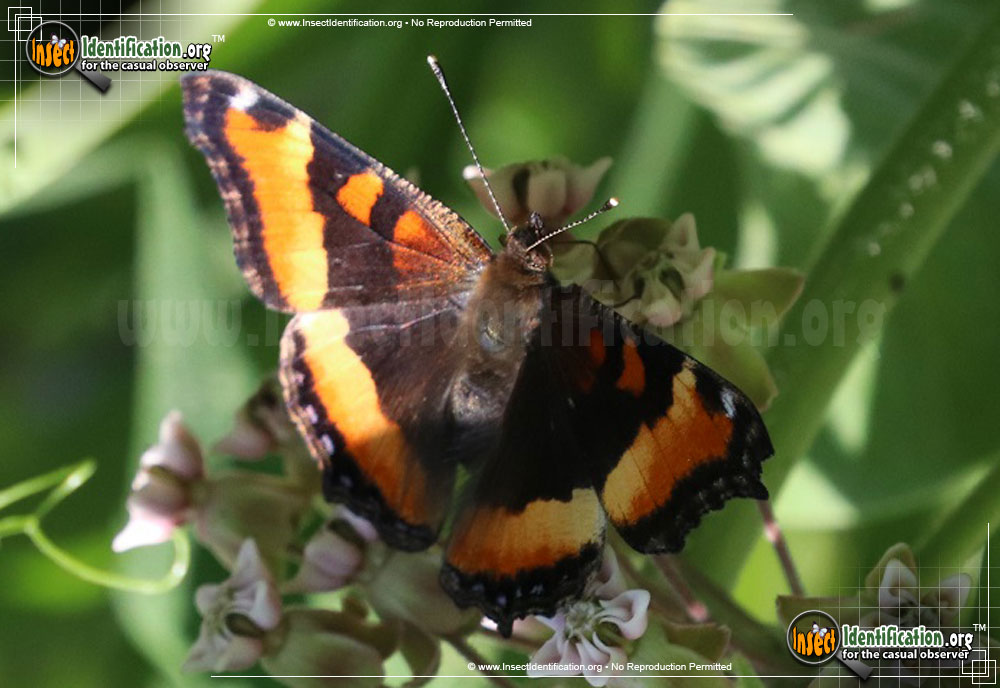 Full-sized image of the Milberts-Tortoiseshell-Butterfly