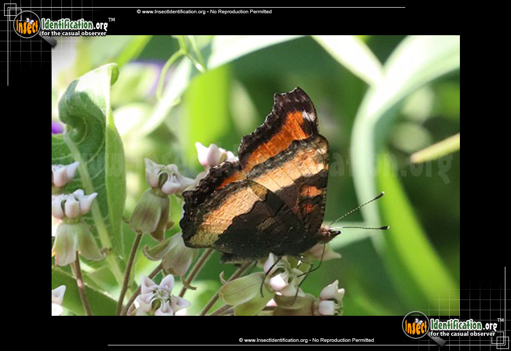Full-sized image #2 of the Milberts-Tortoiseshell-Butterfly