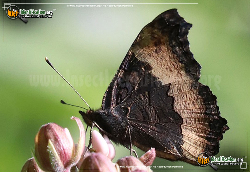 Full-sized image #3 of the Milberts-Tortoiseshell-Butterfly