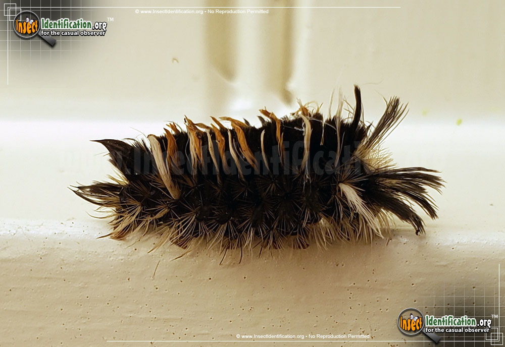 Full-sized image #5 of the Milkweed-Tussock-Moth