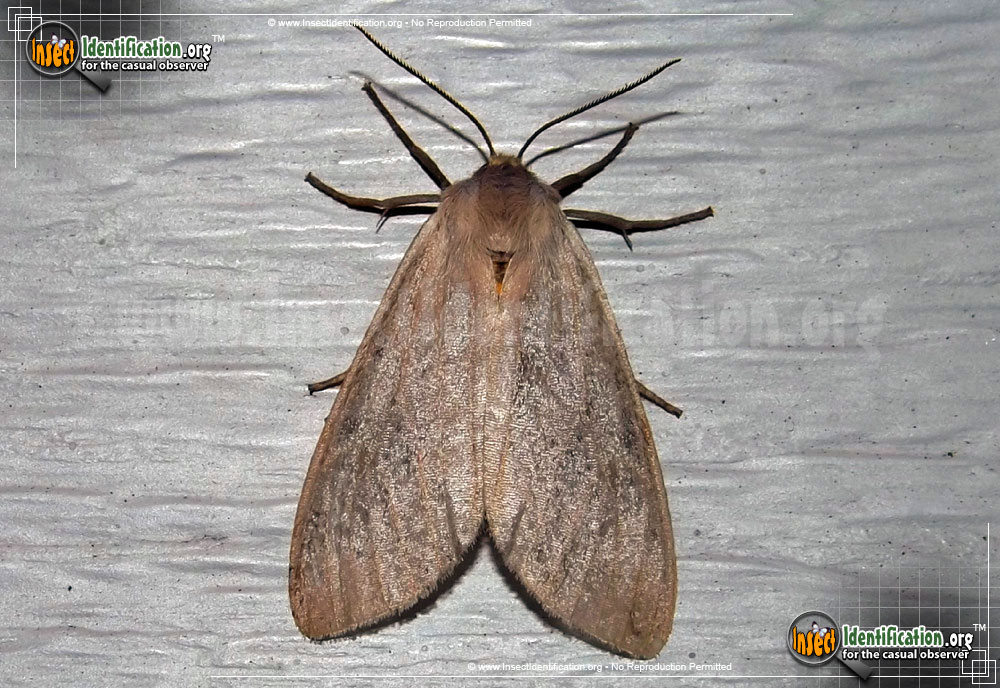 Full-sized image of the Milkweed-Tussock-Moth